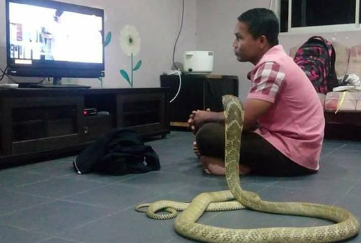 marries-snake 
